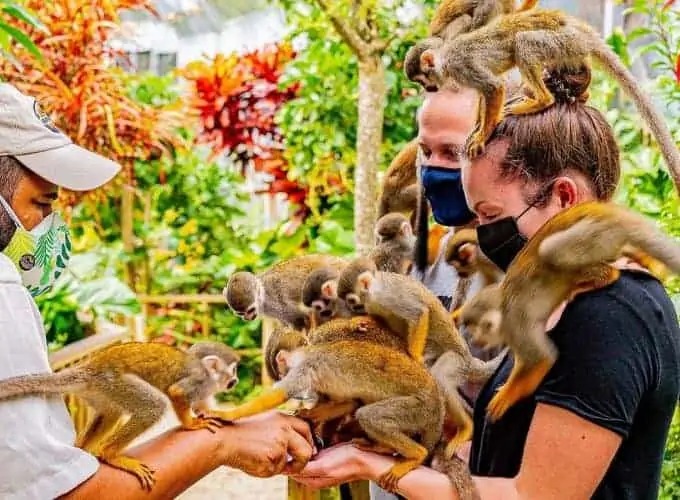 MONKEYLAND - Imagen 7