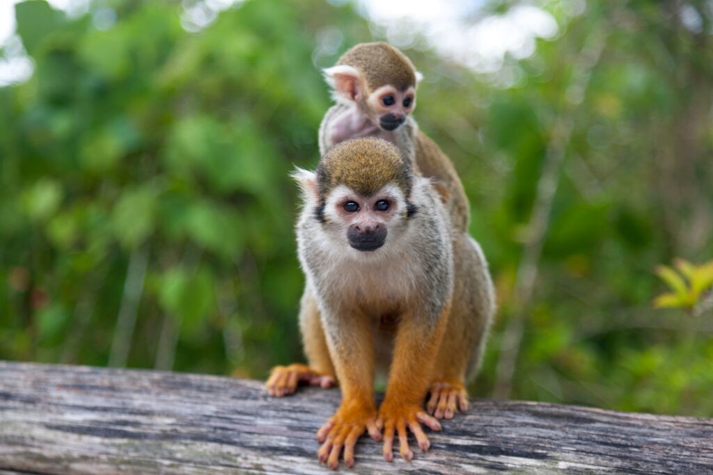 MONKEYLAND - Imagen 8