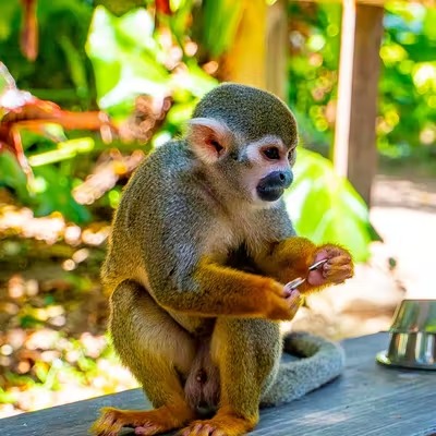 MONKEYLAND - Imagen 9
