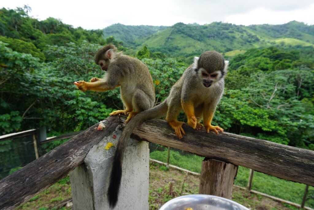 MONKEYLAND - Imagen 4